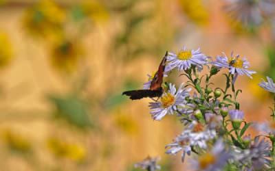 Rosenheimer Bauernherbst