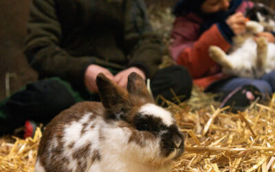 Kleinkindwochen auf dem Springerhof